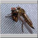 Asilidae sp - Raubfliege-01 - Garten.jpg